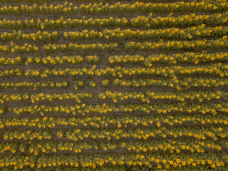 Sonnenblumenfeld von oben