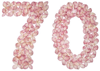 Arabic numeral 70, seventy, from flowers of hydrangea, isolated on white background