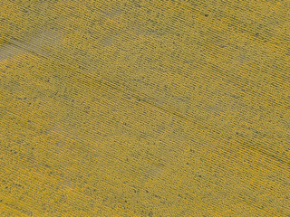 Sonnenblumenfeld von oben