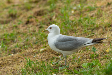 The common gull (mew gull) is a medium-sized gull that breeds in northern Asia, northern Europe, and northwestern North America.