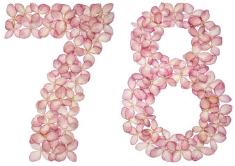 Arabic numeral 78, seventy eight, from flowers of hydrangea, isolated on white background