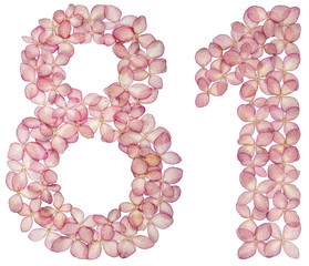Arabic numeral 81, eighty one, from flowers of hydrangea, isolated on white background