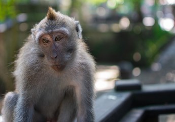 cute monkey at the monkey forrest in Ubud, bali