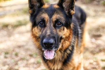 Muzzle of a Dog German Shepherd