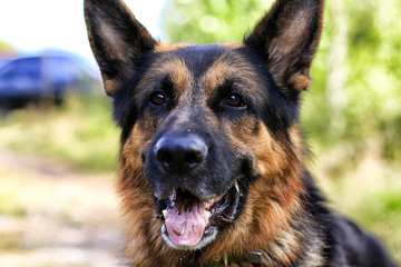 Muzzle of a Dog German Shepherd