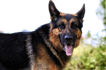 Muzzle of a Dog German Shepherd