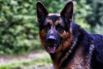 Muzzle of a Dog German Shepherd
