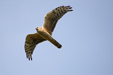 Pallid Harrier/Hen Harrier