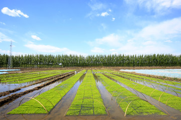 Seedlings of rice in rice fields