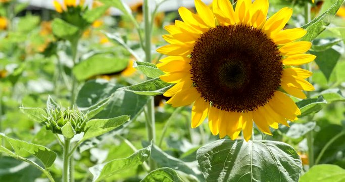 Sunflower field garden