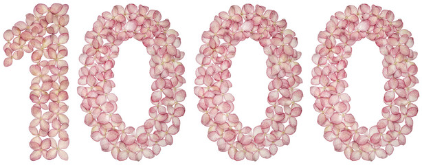 Arabic numeral 1000, one thousand, from flowers of hydrangea, isolated on white background