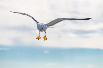The great black-backed gull is the largest member of the gull family. It breeds on the European and North American coasts and islands of the North Atlantic