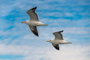 The great black-backed gull is the largest member of the gull family. It breeds on the European and North American coasts and islands of the North Atlantic
