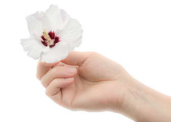 A woman's hand holds a flower of hibiscus, isolated on white background