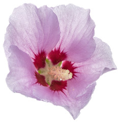 Flower of hibiscus, isolated on white background