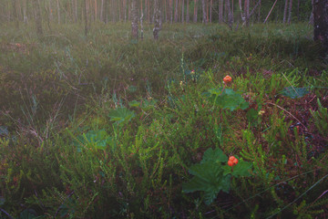 Fototapeta premium swamp landscape with ripe cloudberry ,cloudberries is a small flock is quite common in the bog.
