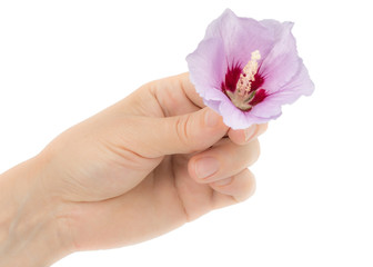 A woman's hand holds a flower of hibiscus, isolated on white background