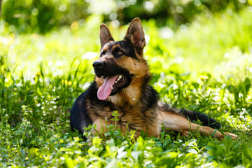 Dog German Shepherd lying on grass in park