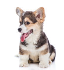 Pembroke Welsh Corgi puppy sitting and looking away. isolated on white background