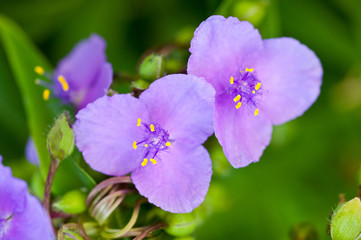 Violet flower bright and fresh shot close-up