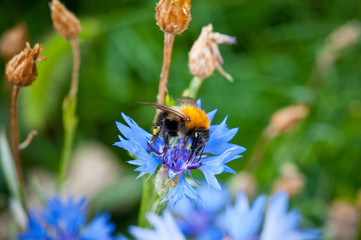 .Bumblebee on a blue flower shot close-up against a background of green grass
