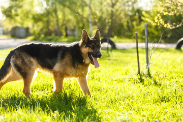 Portrait of young dog German Shepherd at sunset