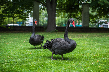 Obraz premium Concept of birds life, black swans in park. Beautiful nature in modern park 