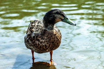Wild duck