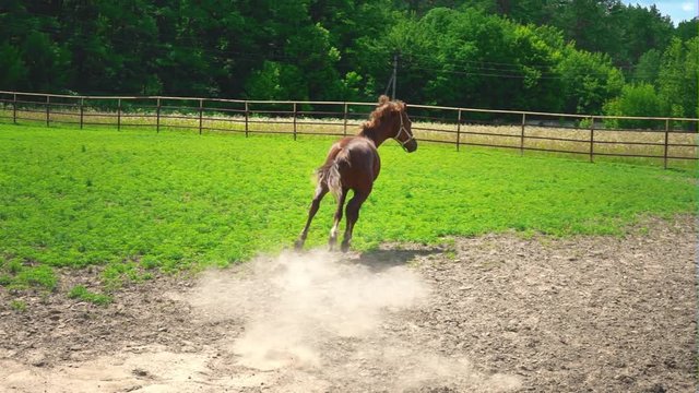 Beautiful young brown horse is frightened of something takes off and runs down the paddock