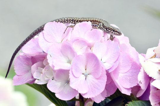 Skalde Bilder Durchsuchen 1,528 Archivfotos, und