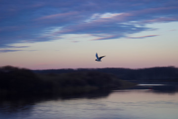 one flying over the river