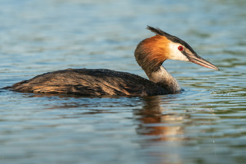 Beautiful nature scene with Great Crested Grebe (Podiceps cristatus). Great Crested Grebe (Podiceps cristatus) in the nature habitat.
