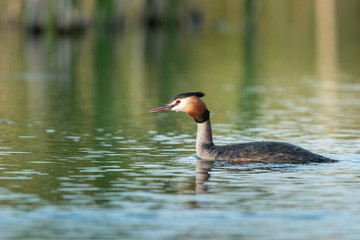 Beautiful nature scene with Great Crested Grebe (Podiceps cristatus). Great Crested Grebe (Podiceps cristatus) in the nature habitat.