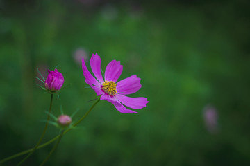 Cosmos flowers on a green background.