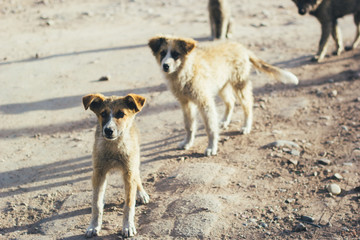 Cute homeless puppys in the street.