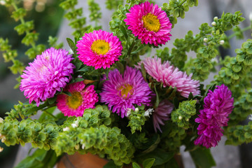 Pink and purple flowers of Aster. Bouquet of flowers. Green basil.