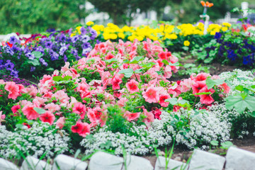 Bright garden flowers on a green background.
