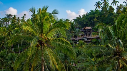 Fototapeta na wymiar Beautiful tropical palm trees at sky near Asian house