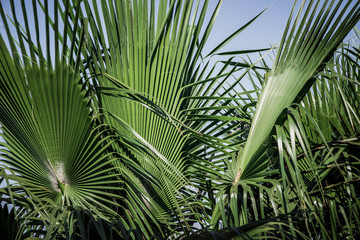 Obraz na płótnie Canvas Palm
