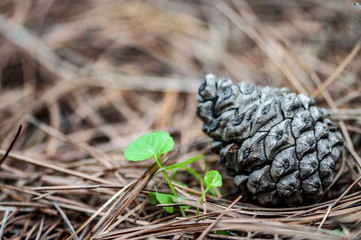 pinecone