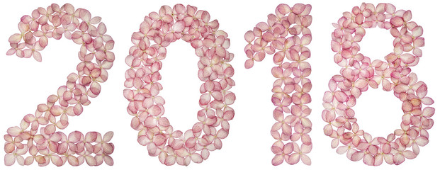 Numeral 2018 from flowers of hydrangea, isolated on white background