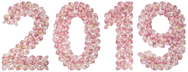 Numeral 2019 from flowers of hydrangea, isolated on white background