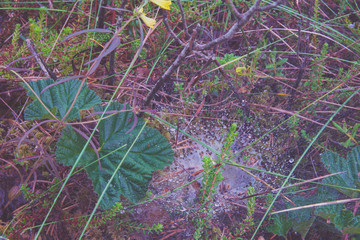 marsh bog plant and mosses