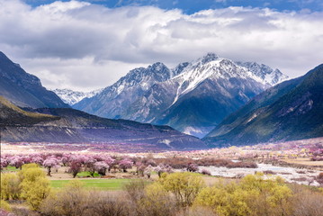 Peach blossom forest under the snow mountain of Tibet, China