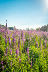 Purple loosestrife against the light from the low sun.