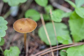wild fungi