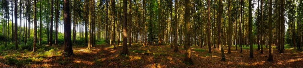 Foto op Plexiglas uitzicht in het bospanorama met bomen © klickit24