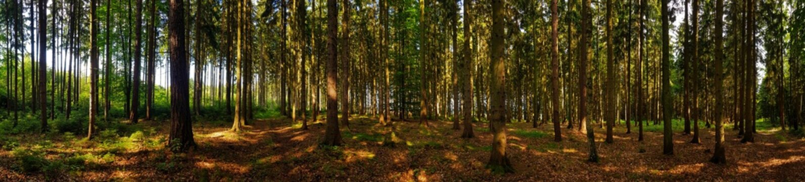 Fototapeta widok na leśną panoramę z drzewami