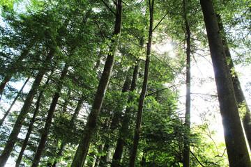 Naklejka premium 軽井沢の風景 木漏れ日