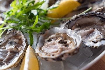 oyster on the ice